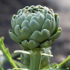 Artichoke 'Imperial Star'