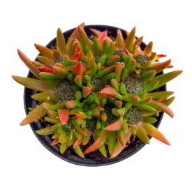 Orostachys fimbriata 'Dunce Cap'