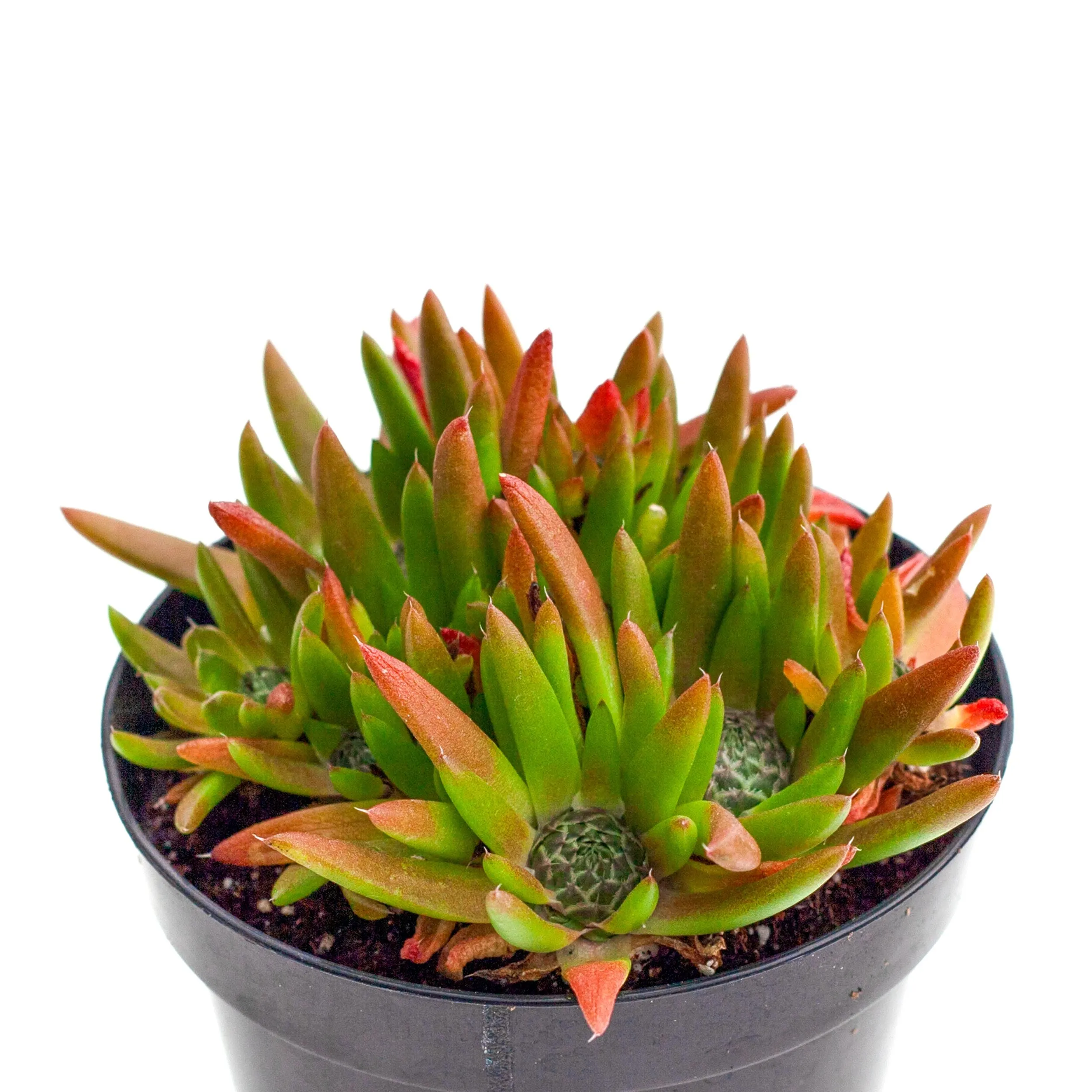 Orostachys fimbriata 'Dunce Cap'