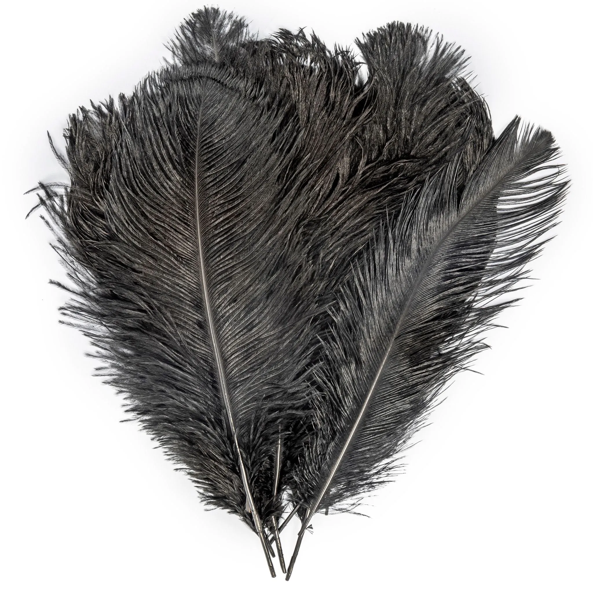 Ostrich Feathers 14"-16" (10 pcs) - Black